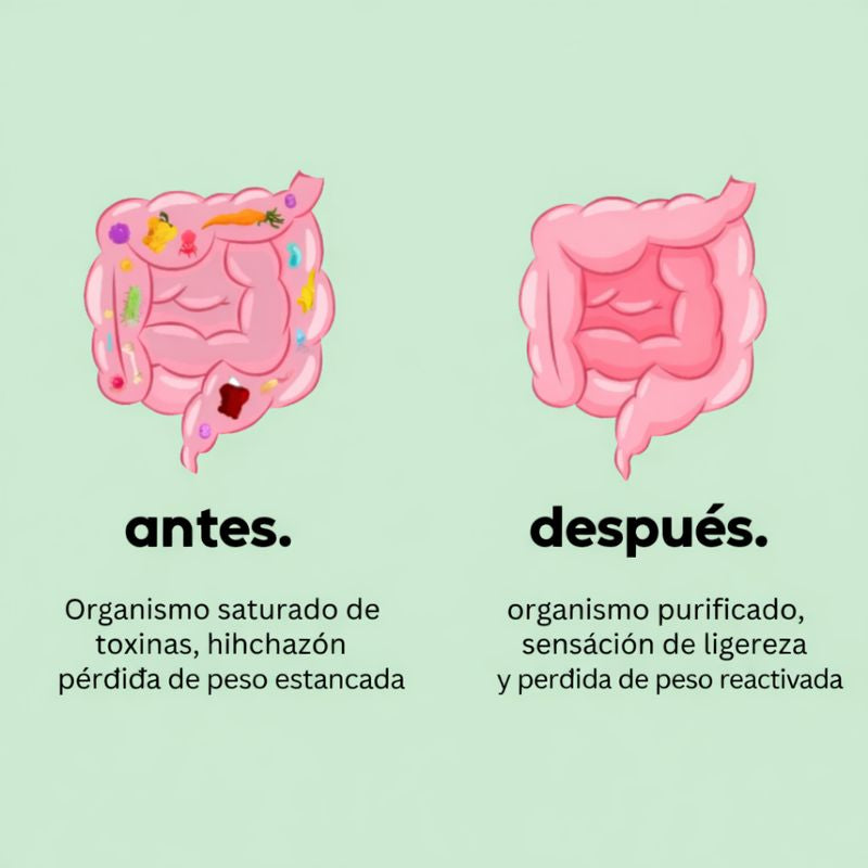 Willmore-TE  | Té adelgazante express