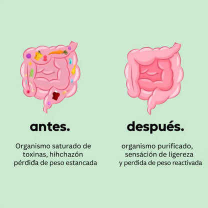 Willmore-TE  | Té adelgazante express